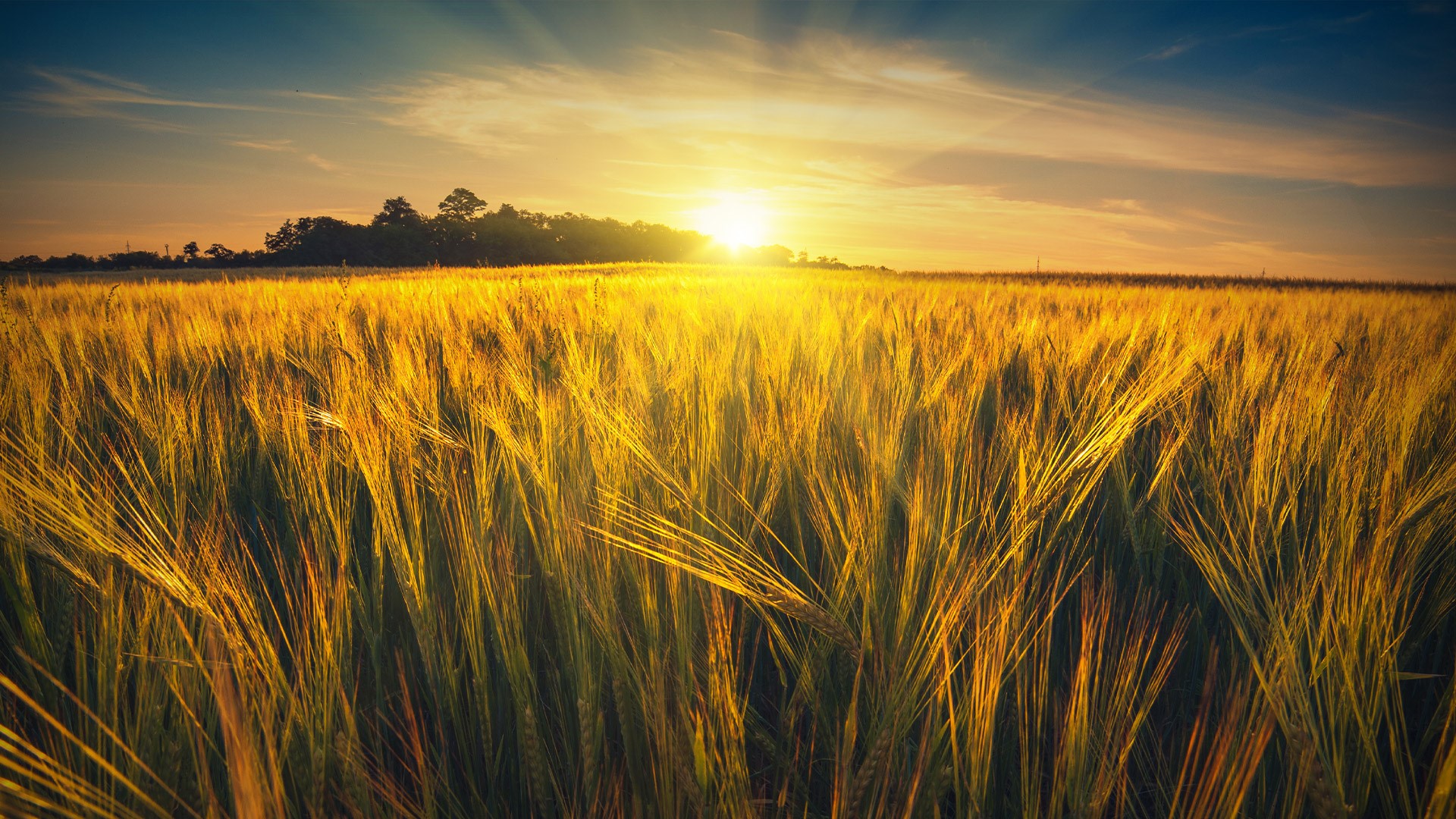 Weizen Ukraine 1920X1080px
