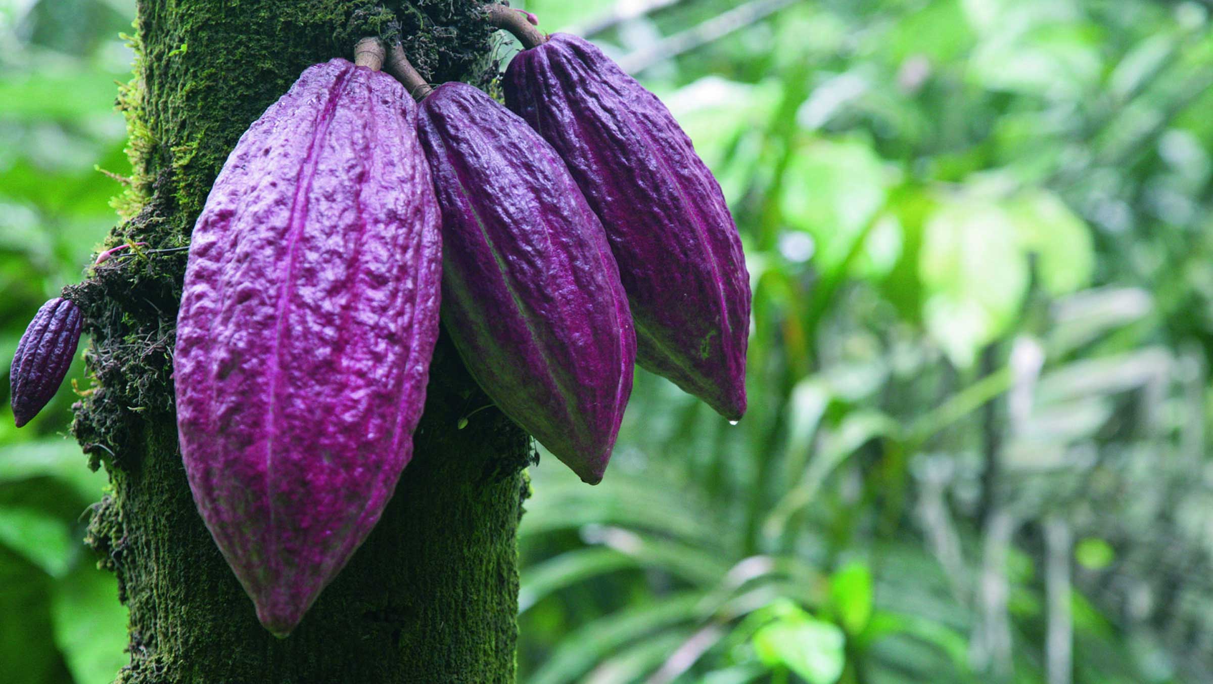 1Kakao Frucht