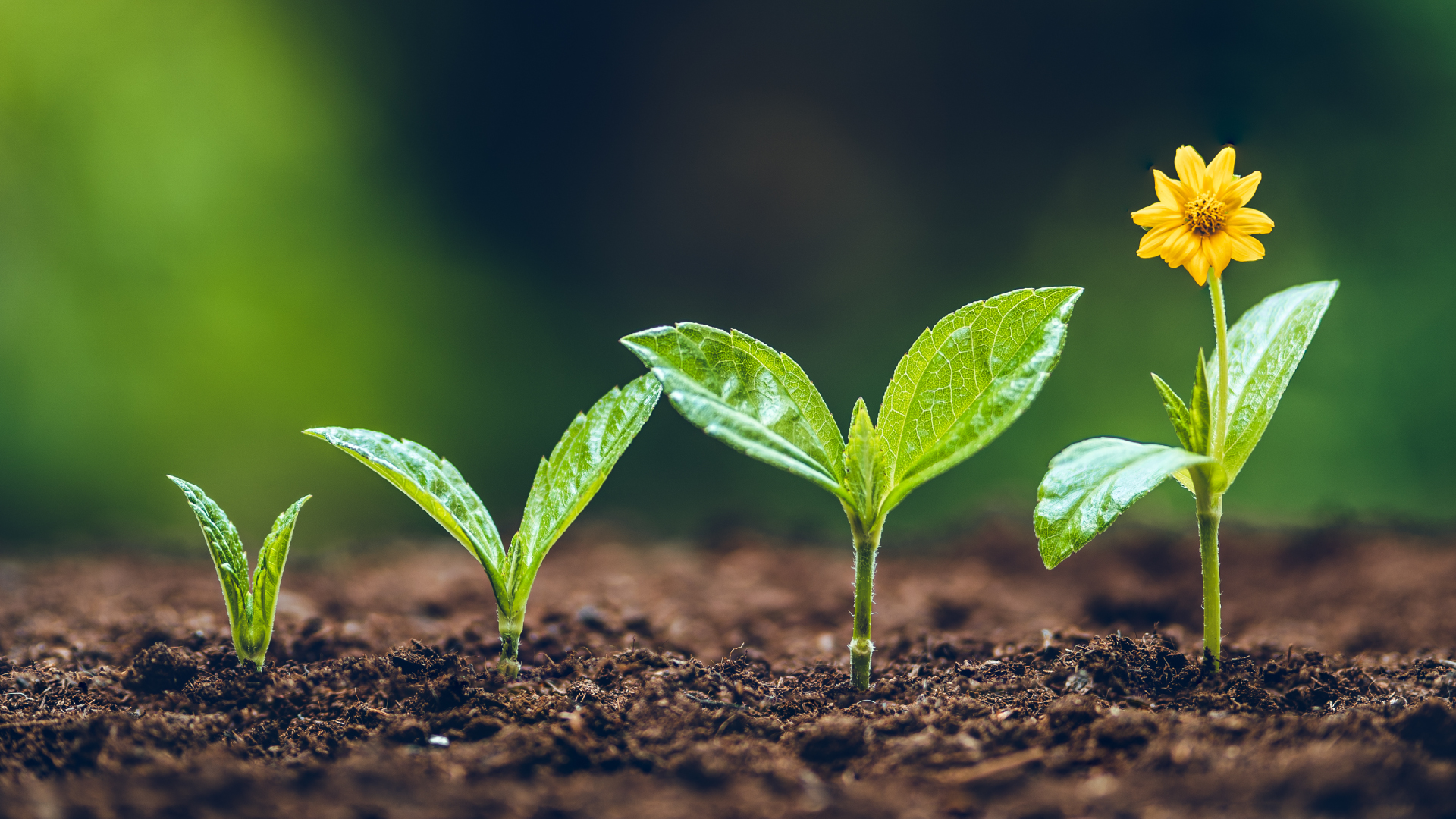 Nachhaltigkeit 1920X1080