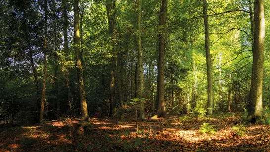 Waldschutzprojekt 1920X1080 Waldschutzprojekt 1920X1080